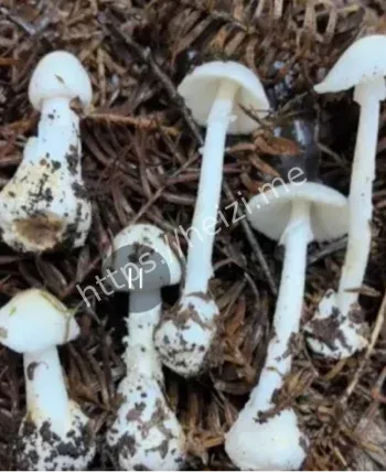 鹅膏菌中毒识别